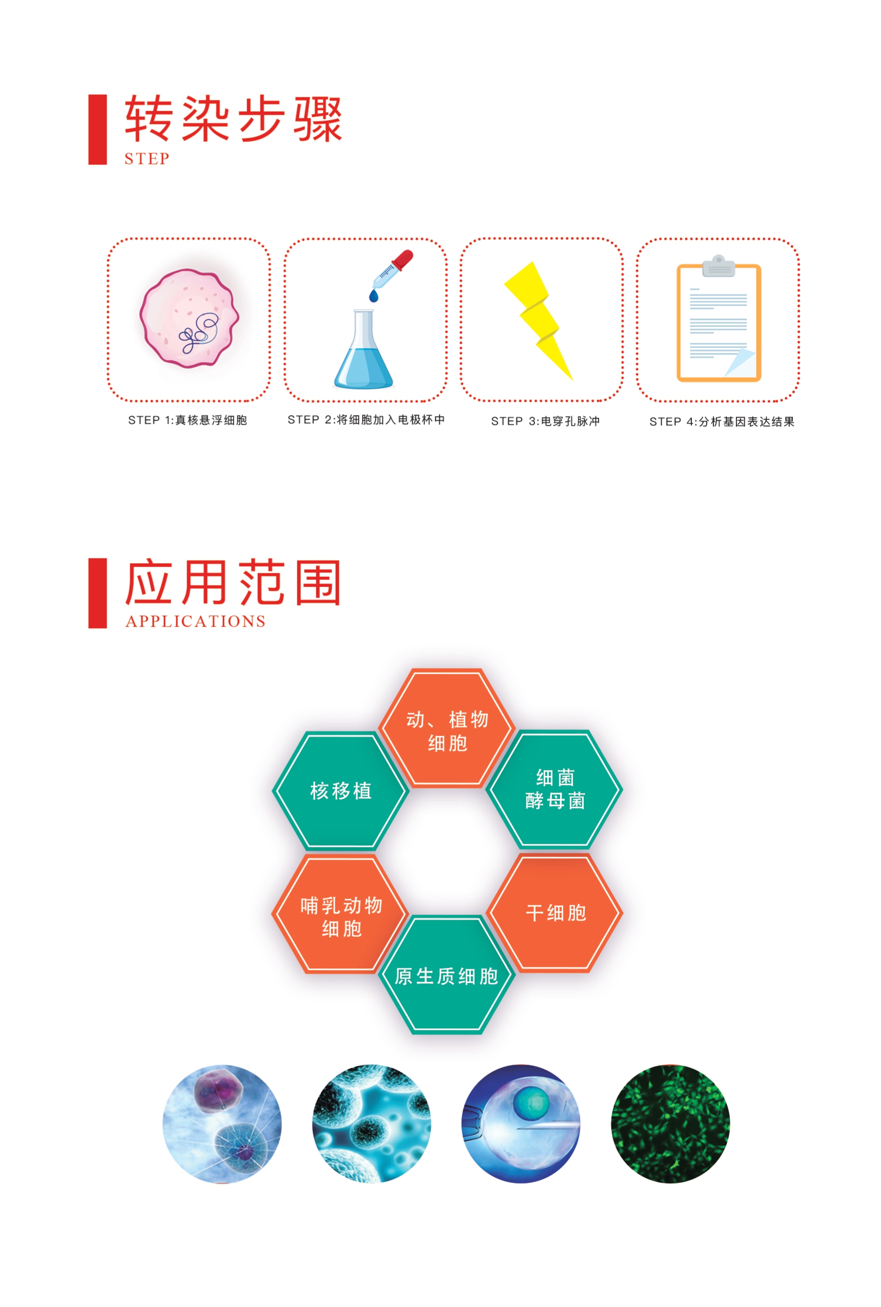 电穿孔仪双波全能型彩页_page-0010.jpg